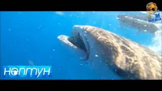 Expedition to Cook Islands. Diving with sharks.