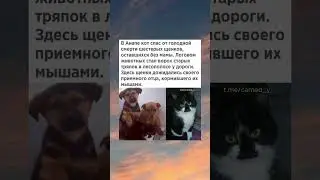 В Анапе кот спас от голодной смерти шестерых щенков... 