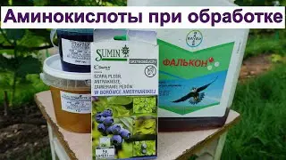 Обязательная обработка винограда  после цветения в открытом грунте.