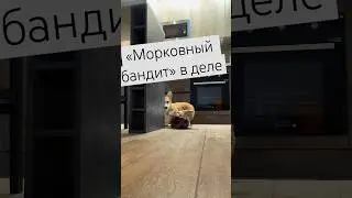 Собачья жизнь🤍