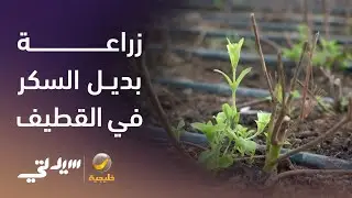 زراعة "بديل السكر" في القطيف