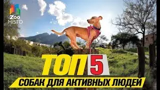 Топ 5 собак небольших размеров для активных людей | Top 5 small dogs for active people