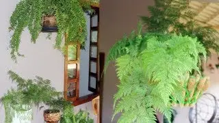 MOSTRANDO MINHA RENDA PORTUGUESA, RENDA FRANCESA E SAMAMBAIAS! DICAS DE CULTIVO FÁCIL E SIMPLES!