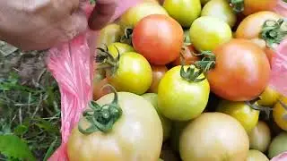 Вкус и запах настоящих помидор. Летний сюжет.