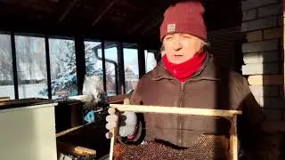 Выбивание перги из пчелиных сот