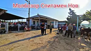 Молбозор Спитамен Нов.Полный Обзор.4.06.2023.