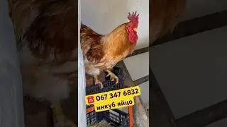 Купить инкубационное яйцо кур Мини мясные палевые белохвостые 