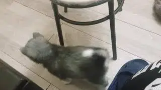 Щенки волкособа второго поколения  в доме :))