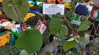 Цветочный рынок Краснодар 18.10.2023 г