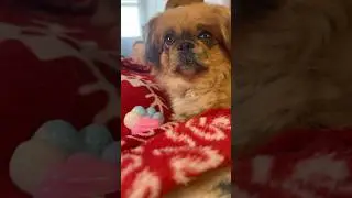 У Собачки Украли Таба Лапку 
