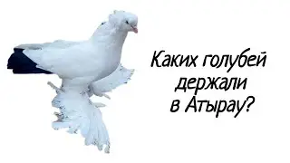 Какие породы преисущественно держали в Атырау?