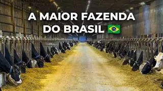 A MAIOR FAZENDA DO BRASIL DE VACAS LEITEIRAS - FAZENDA COLORADO 🇧🇷