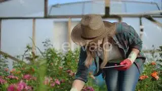 Beautiful Woman Florist Walks Through the Greenhouse with a Tablet Computer Checks the Grown Roses