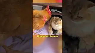 🐣Кошка Нянчит Птенцов😁