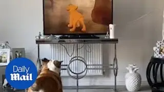 British Bulldog is obsessed with heartbreaking Lion King scene