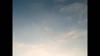 Перелет гусей