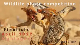 Finalists April 2022 wildlife photo competition Kgalagadi