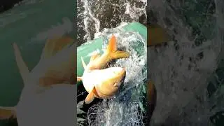 Первый трофей сезона 