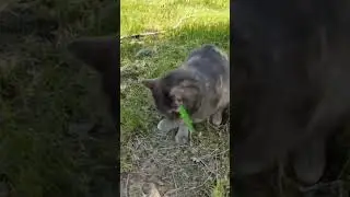 #cat