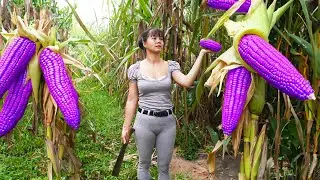 Harvest Sweet Corn Goes To Market Sell - Picking Wild Fruits and Wild Bananas | New Free Bushcraft