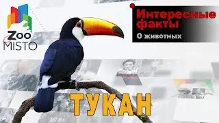 Тукан - Интересные факты о роде птиц | Вид птицы тукан