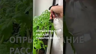 ОПРЫСКИВАНИЕ РАССАДЫ ТОМАТОВ ВОДОЙ 