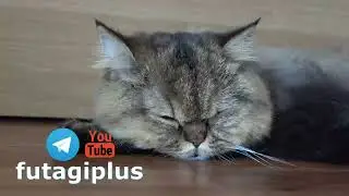 Спящие котики футажи для фона для зоомагазина скачать free