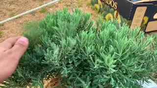 My lavender farm has gotten some scale . 500 lavenders so far. 10/22/2023.