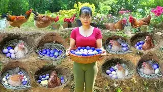 Build Hole For Hens To Lay Eggs Harvest Chicken Eggs In Hole Goes to countryside market sell