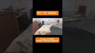 Муж был унюхан на измене. Иди сюда, к... Драка кошки и кота #кот #смешныекоты #приколыскотам #котята