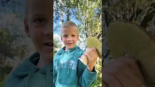 Грибные места знать надо #лес #грибы #внуки #поход #грибники #сад #удача #деревня  #дерево #знания