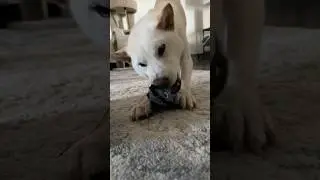 Marley cute Shiba Inu destroys toy