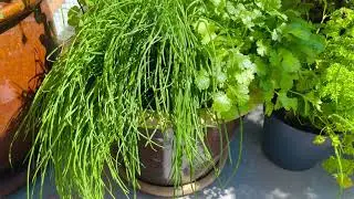 Tour of my garden on the balcony