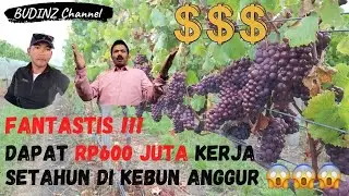 Rp 600 Juta Penghasilan Bekerja Setahun di Kebun Anggur di Selandia Baru