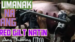 PAGPAPAANAK NG BABOY ll Umanak na ang Red Gilt Natin ll Ang Daming Itim 
