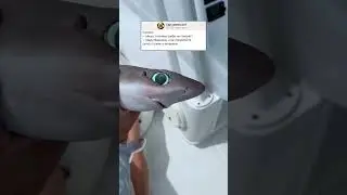 Анекдот про рыбу 