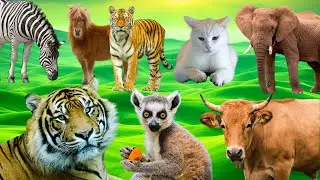 Animals Sound Effects: Tiger, Dog, Cat, Cow, Goat, Elephant, and More! p140