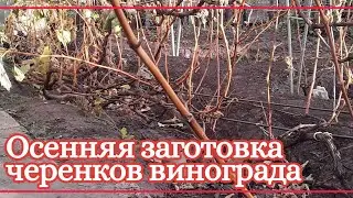 Заготовка черенков винограда. Заготовка и хранение черенков винограда.