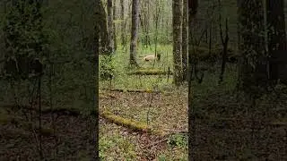 ELK in the trees rainy afternoon 