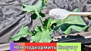 После этой Подкормки КАПУСТА быстро растёт и даёт отличный урожай🥬🥦