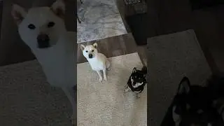 Shibas learns dog tricks 