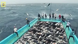 Fishing machines for thousands of tons of calamar squid - a documentary