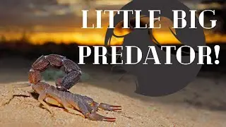 Scorpions: More Benefit Than Danger! Not all scorpions are poisonous! Facts That Surprise!