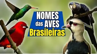 ENTENDA os nomes ESTRANHOS, BIZARROS e CUIROSOS dos PÁSSAROS do Brasil!!!
