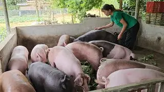 Simple way to raise pigs in the countryside. Pigs grow fast and are sold. ( Ep 290 )