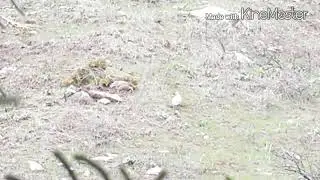Кавгуша Пилдони миёна