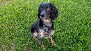 HOW TO TEACH A DOG TO SWIM ON FISHING. Training a puppy Russian Spaniel.