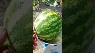 Арбуз умеет плавать?)