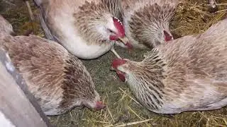 Полноценные экземпляры кур Загорские лососевые