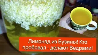 Домашний Лимонад из Бузины  Вкуснее Магазинных! Это - Напиток Долголетия. Рецепт.